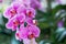 Orchid flower in orchid garden at winter or spring day for beauty and agriculture concept design. Phalaenopsis Orchidaceae