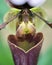 orchid flower paphiopedilum insigne