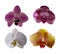 Orchid flower petals of different colors seperated cut out and isolated on white background for decorative use as floral design