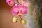 orchid flower Phalaenopsis