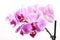 Orchid flower, Phalaenopsis