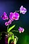 Orchid flower (phalaenopsis ambiance) view