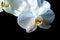 Orchid flower. Phalaenopsis growing. Orchids. Floral white orchidea isoalted on black.