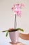 Orchid flower. Pink orchid in a lilac pot in hands.Growing orchids.Houseplants in pots