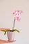 Orchid flower. Pink orchid in a pot in hands on a light background.Growing orchids.Houseplants in pots.Growing