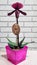 orchid flower, pink paphiopedilum plant