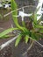 Orchid, flower plant, rare ornamental plant