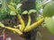 Orchid, flower plant, rare ornamental plant