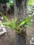 Orchid, flower plant, rare ornamental plant