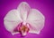 Orchid Flower On Purple Grunge Background