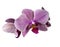 Orchid flower purple insulated.