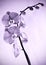 Orchid flower in purple tones