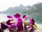 Orchid flower with scenery of Halong bay, Vietnam