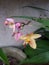 Orchid Flower in Sri Lanka