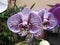 Orchid flower in tropical garden. Purple flower phalaenopsis orchid commonly known as the moon orchid or moth orchid butterfly orc