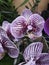 Orchid flower in tropical garden. Purple flower phalaenopsis orchid commonly known as the moon orchid or moth orchid butterfly orc