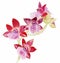 The orchid flower watercolor hand drawing painting on the wallpaper isolated