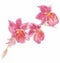The orchid flower watercolor hand drawing painting on the wallpaper isolated