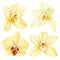 Orchid flower of watercolor illustrations. Vanilla flower isolated on white background