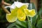 Orchid flower, Yellow Splendid Paphiopedilum