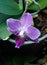 Orchid in Flowerbox MACRO Phalaenopsis