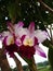 Orchid in the flowering and colorful bush tree.