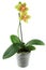 Orchid flowerpot