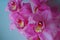 The Orchid flowers Beautiful floral background for greeting cards, wallpapers, covers, screen savers, posters, wedding invitations