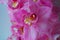 The Orchid flowers Beautiful floral background for greeting cards, wallpapers, covers, screen savers, posters, wedding invitations