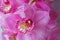 The Orchid flowers Beautiful floral background for greeting cards, wallpapers, covers, screen savers, posters, wedding invitations