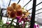 Orchid flowers brown blooming hanging in pots blurred background closeup with copy space at plant flower nursery and cultivation f