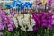 Orchid flowers in different colors and shades are sold in a specialty store