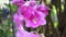 Orchid flowers are a diverse and widespread family with blooms that are often colourful and fragrant