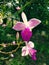 Orchid flowers garden Green plants landscape botanical Nature Green