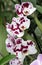 Orchid Flowers - Phalaenopsis - Butterfly