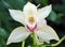 Orchid Flowers - Phalaenopsis - Butterfly