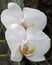 Orchid Flowers - Phalaenopsis - Butterfly