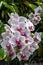 Orchid flowers in the rainforest atrium at the Garden by the Bay in Singapore.