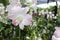 Orchid flowers white blooming hanging in pots blurred background closeup with copy space at plant flower nursery and cultivation f
