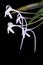 Orchid with flowers in white of Neofinetia falcata