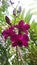 Orchid folwers, Nature beauty , Sri lanka