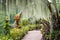Orchid garden, part of Botanic Gardens in Singapore