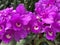 Orchid gardens at Biltmore Estates
