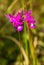 Orchid growing in La Gran Sabana, Venezuela