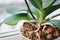 Orchid growing new root, Phalaenopsis orchids cultivating