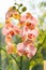 Orchid growing tips. How take care of orchid plants indoors. Most commonly grown house plants. Orchids blossom close up
