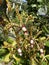 Orchid Hybrid : Aranda Bertha Braga