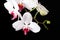 Orchid isolated on a black background
