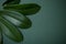 Orchid leaves on dark green paper background