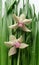 Orchid in leaves with rain drops